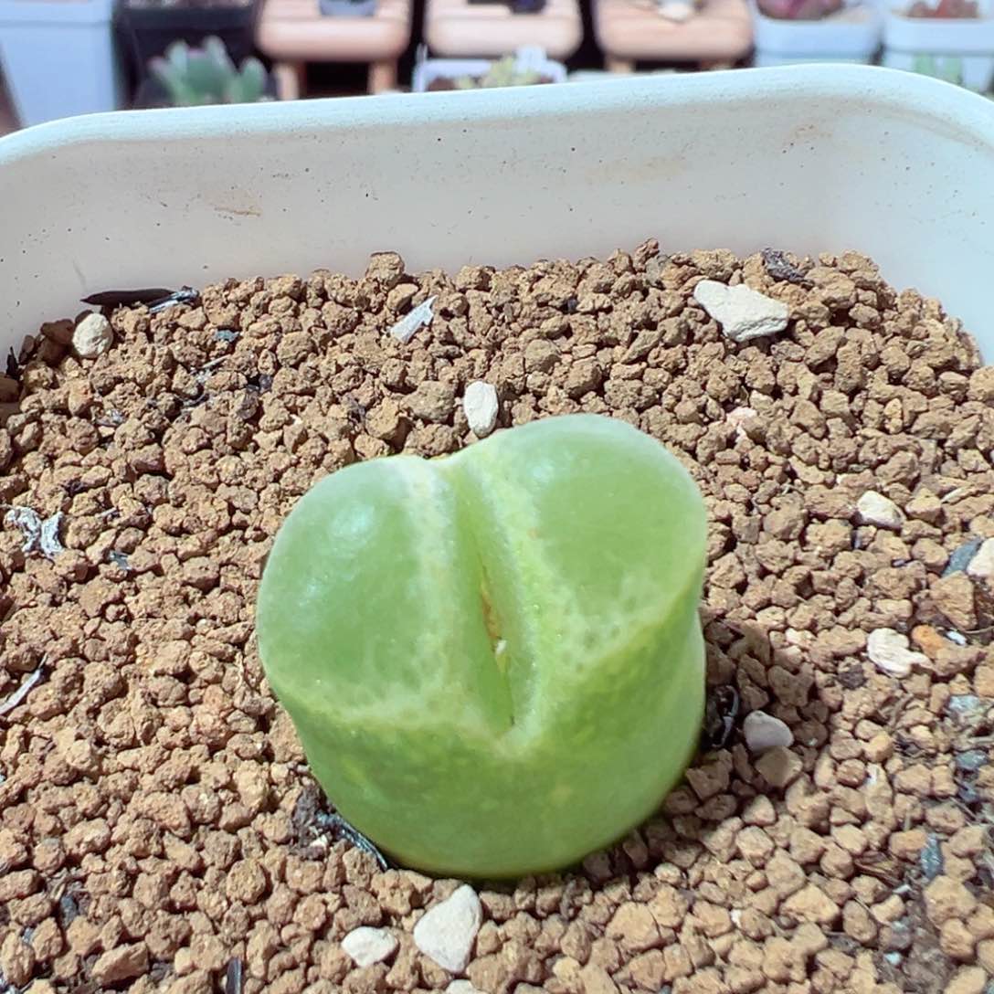 210-304.多肉海豹