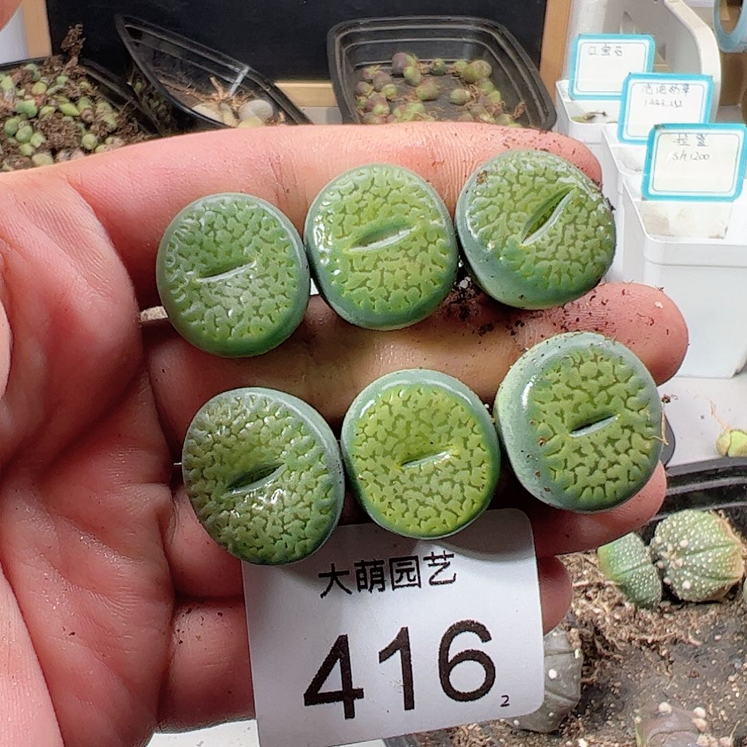 0000416 一物一拍……