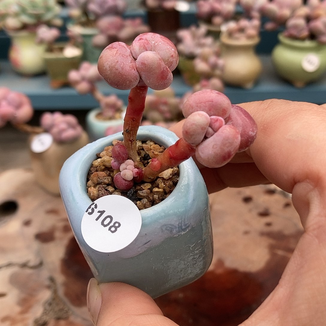 6108糖果腰子蛋带盆土