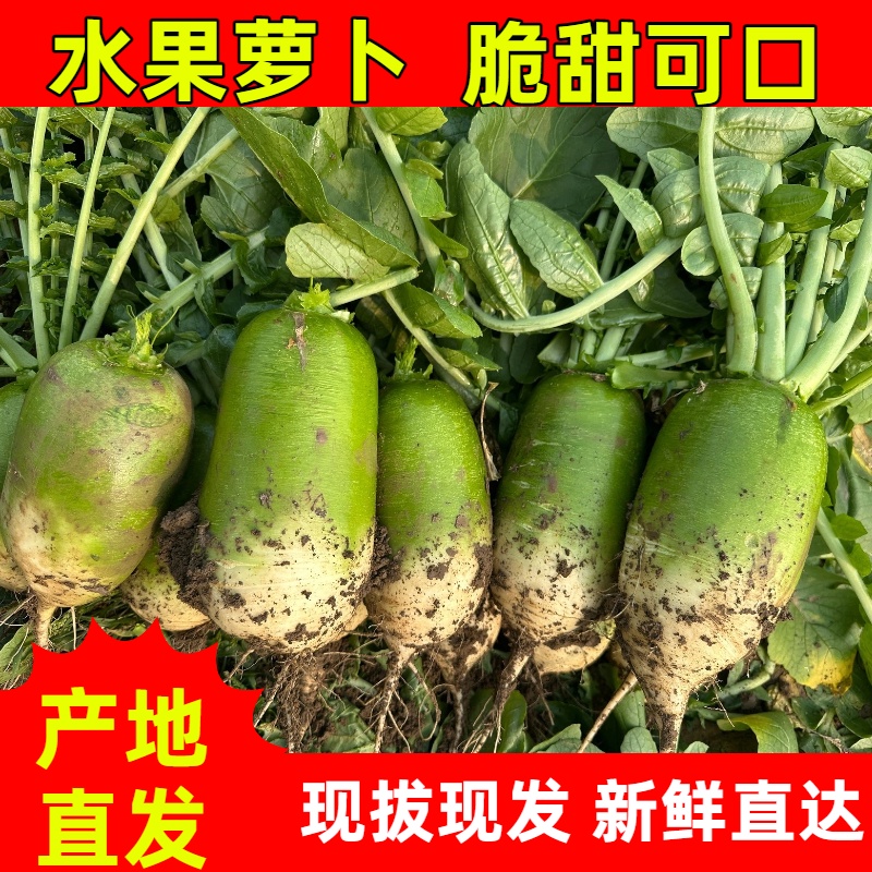 河南翠玉夏2号水果萝卜脆甜多汁当季现拔现发农家自种新鲜直达