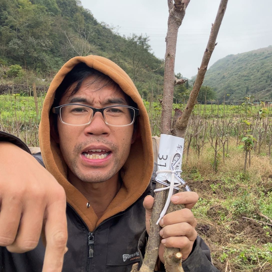 当前无花栽培后可以开花31不退不换不包活