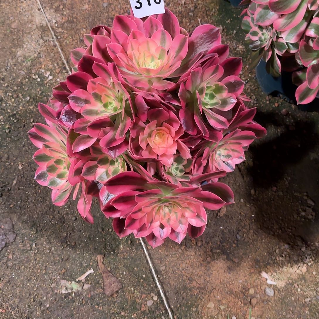 多肉法师粉女郎316