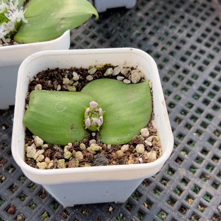 茉莉镜，一物一拍，带盆