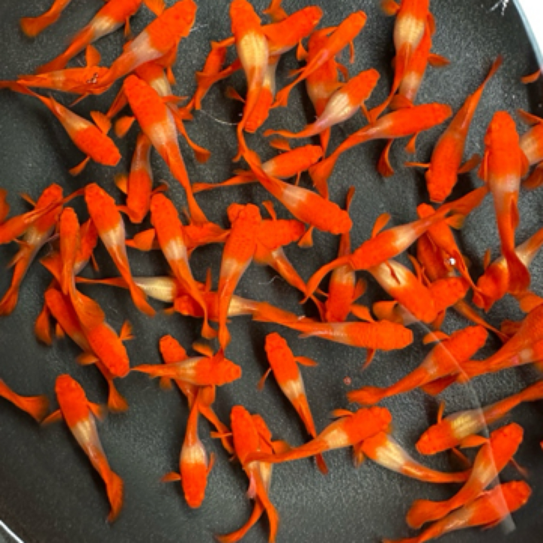 直播间福利精品孔雀鱼小号鸿运当头母鱼双分水基因（入缸后不包损）