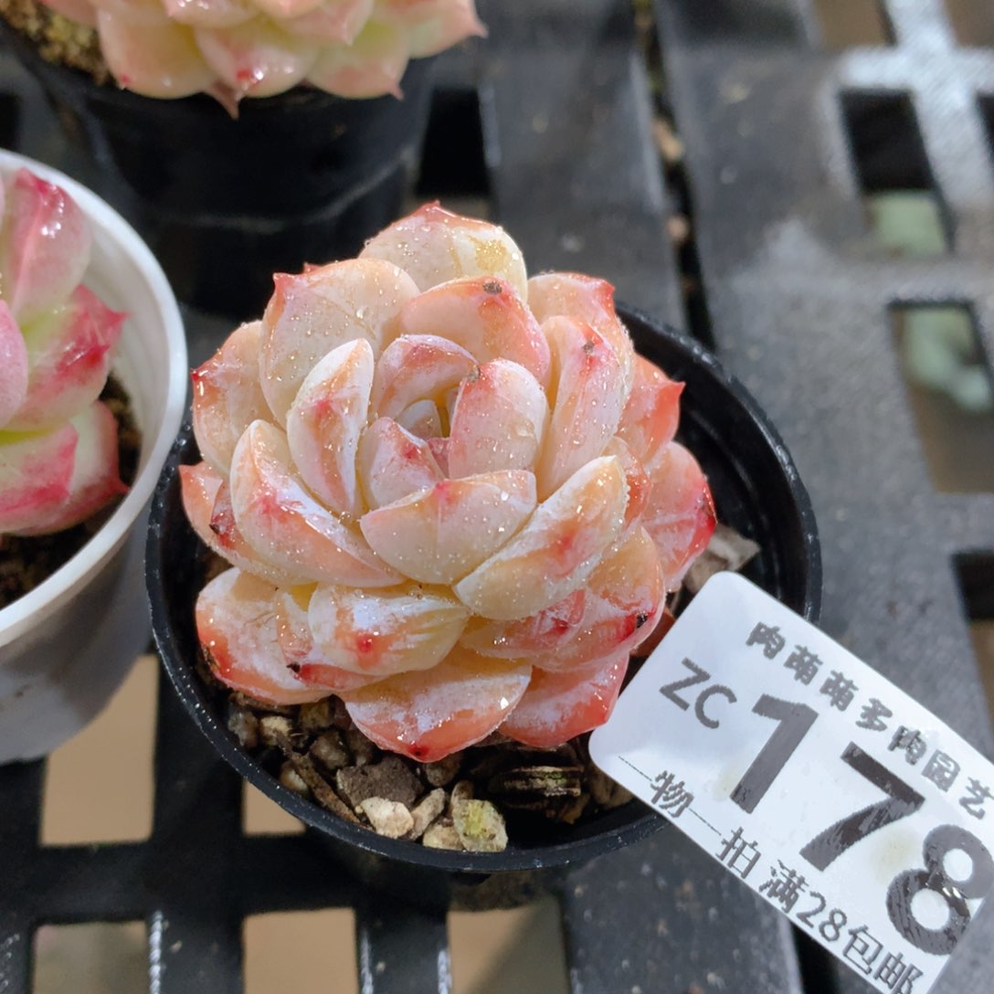 肉萌萌拇指盆精控多肉ZC178