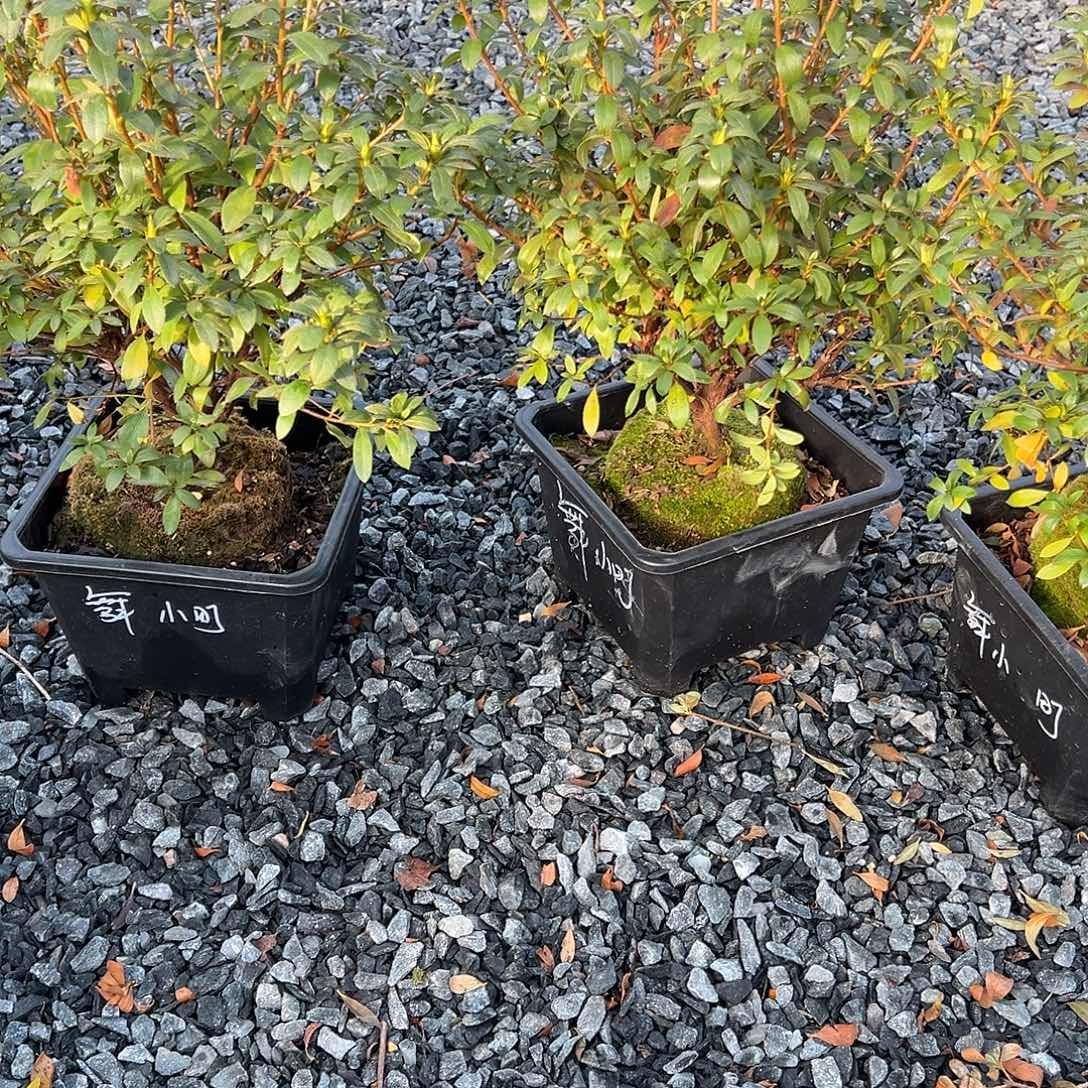 无花朵盆景皋月杜鹃舞小盯