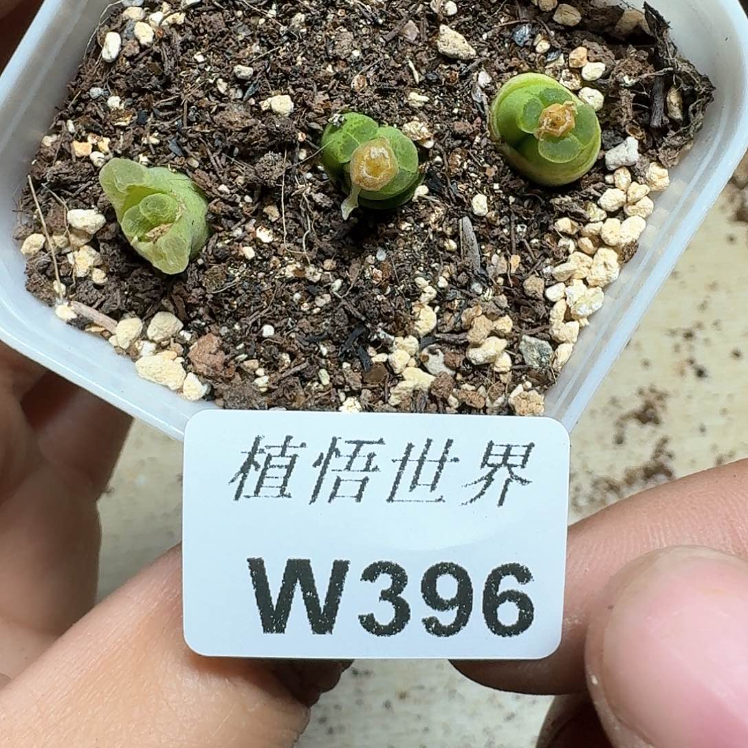 396盒的植物哇c vv h h