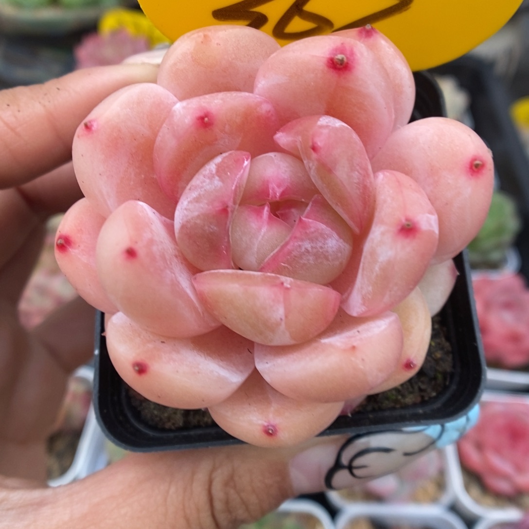 白雪珍妮可拍363号。   