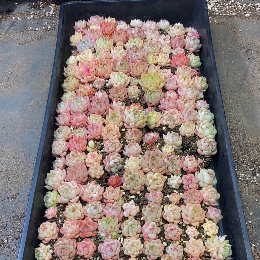 790的人都是这样吗。