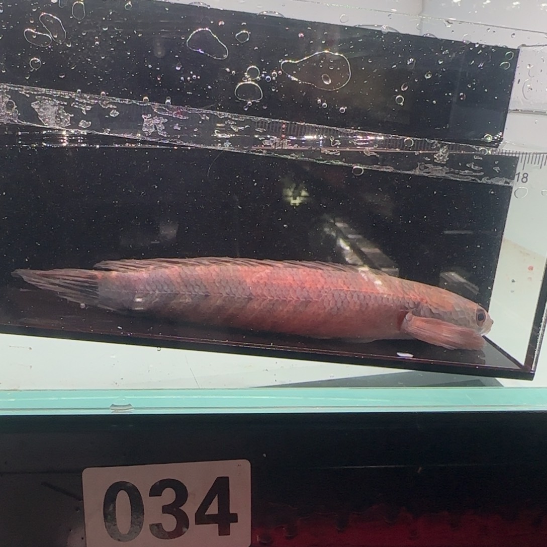 雷龙鱼庞卡兰布翁红帝王一条