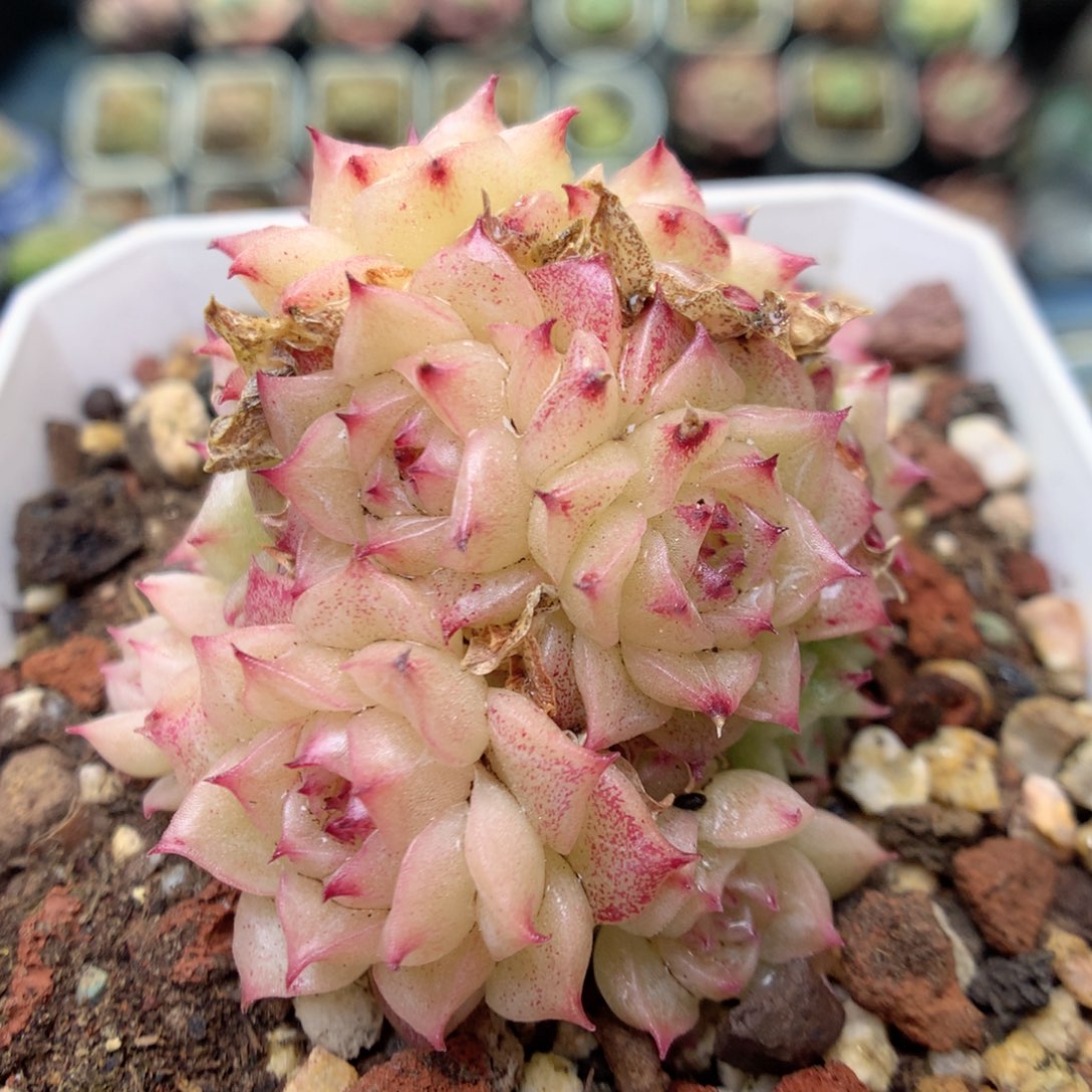 S20 ，20包邮两天凑单偏远不发货