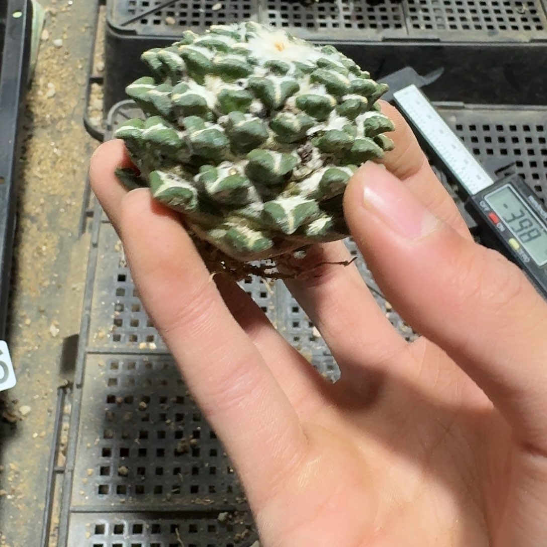 216号仙人球萝卜根