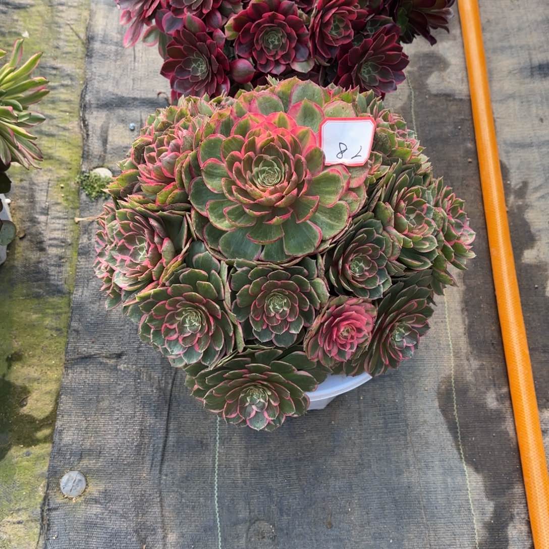 花好月又圆2025030882
