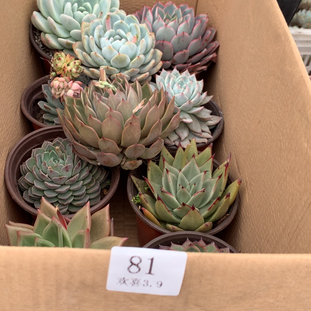 81一箱十棵不重复