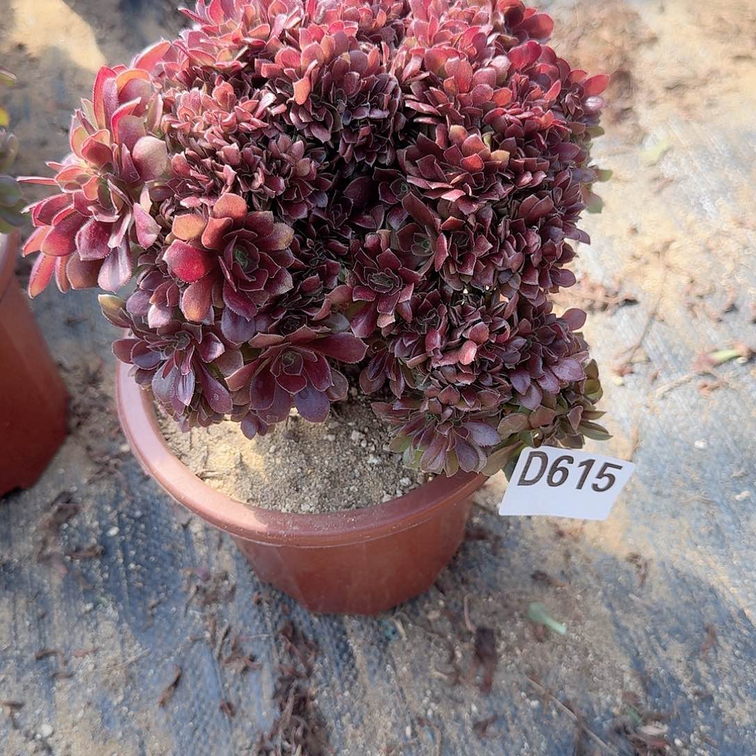 615玫瑰朵朵一颗呀