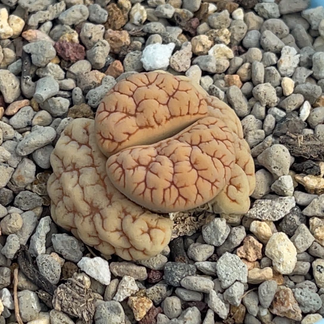 7347凹凸脑纹铁189一颗