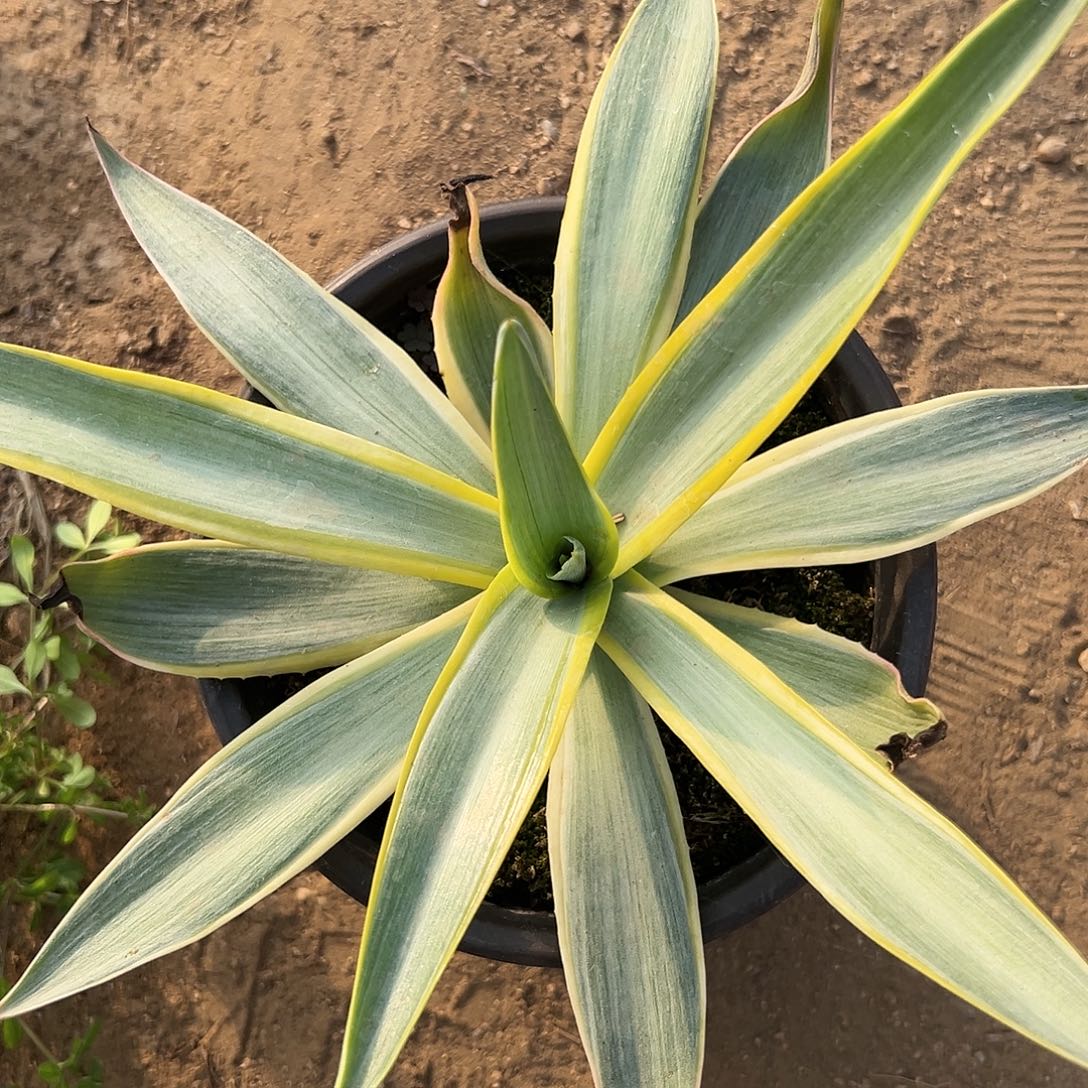 杜呃呃呃呃呃呃呃呃