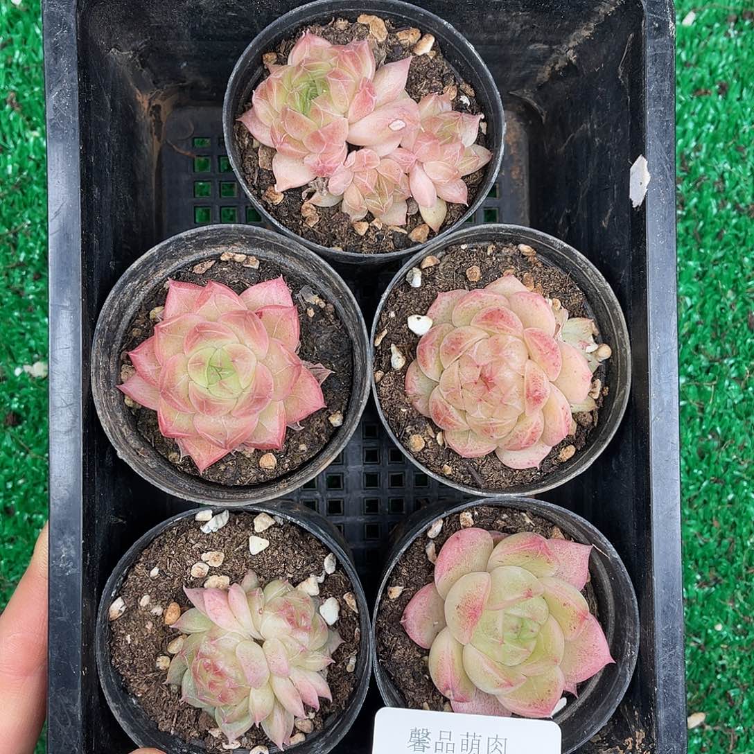 多肉杂交一物一拍1-75