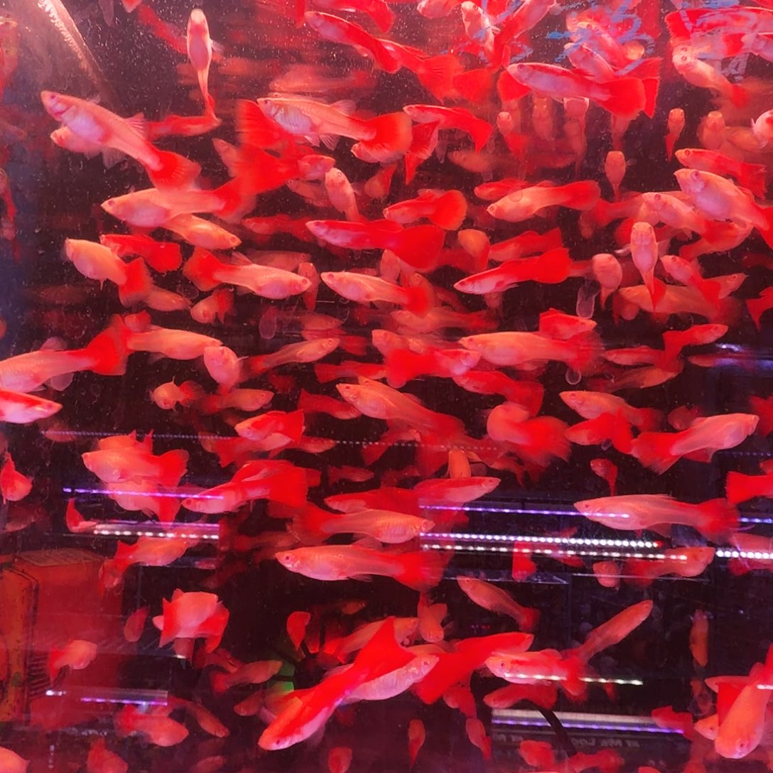 孔雀鱼小全红30条(21条送9条备损)