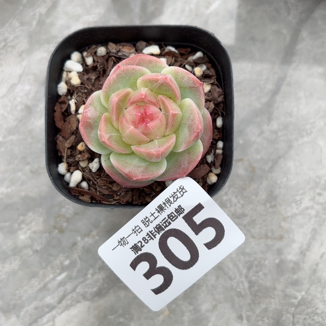 蜜桃柚单头无盆土发货