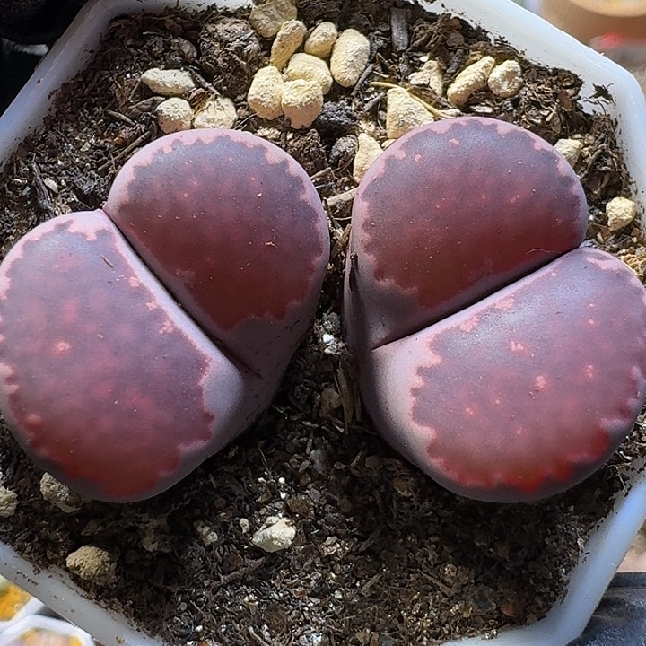 生石花111111。   207