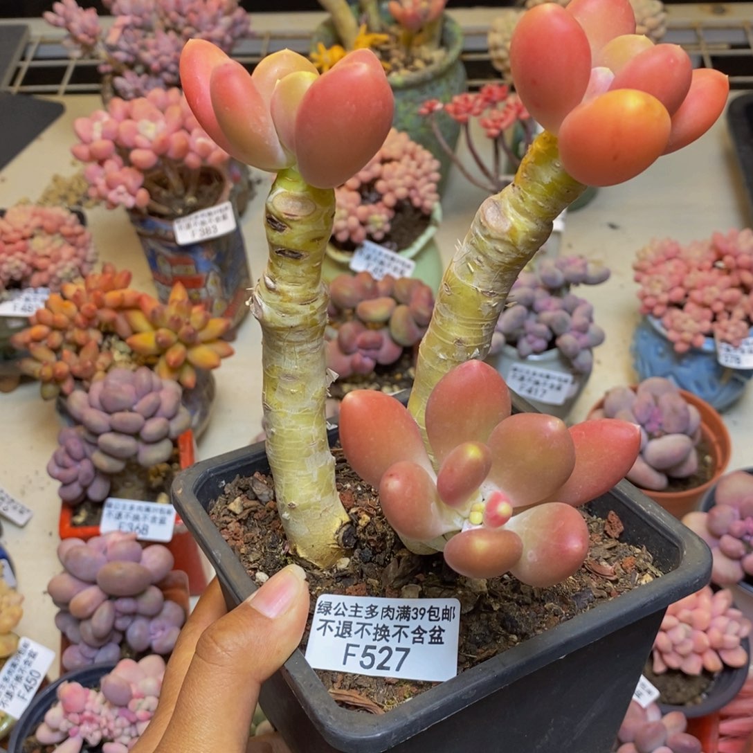 527金蟾多肉整9c m