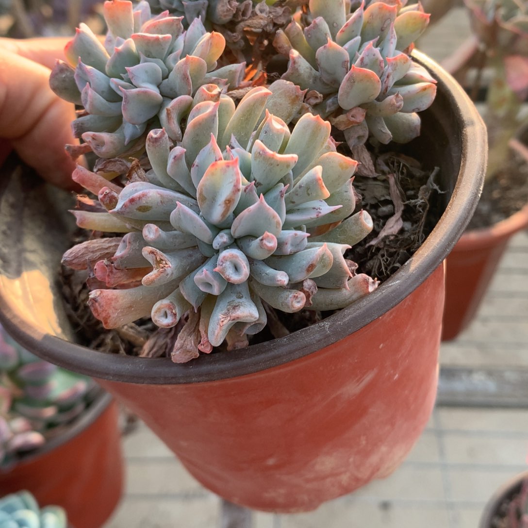 ⠀****⠀魔笛多肉植物群生