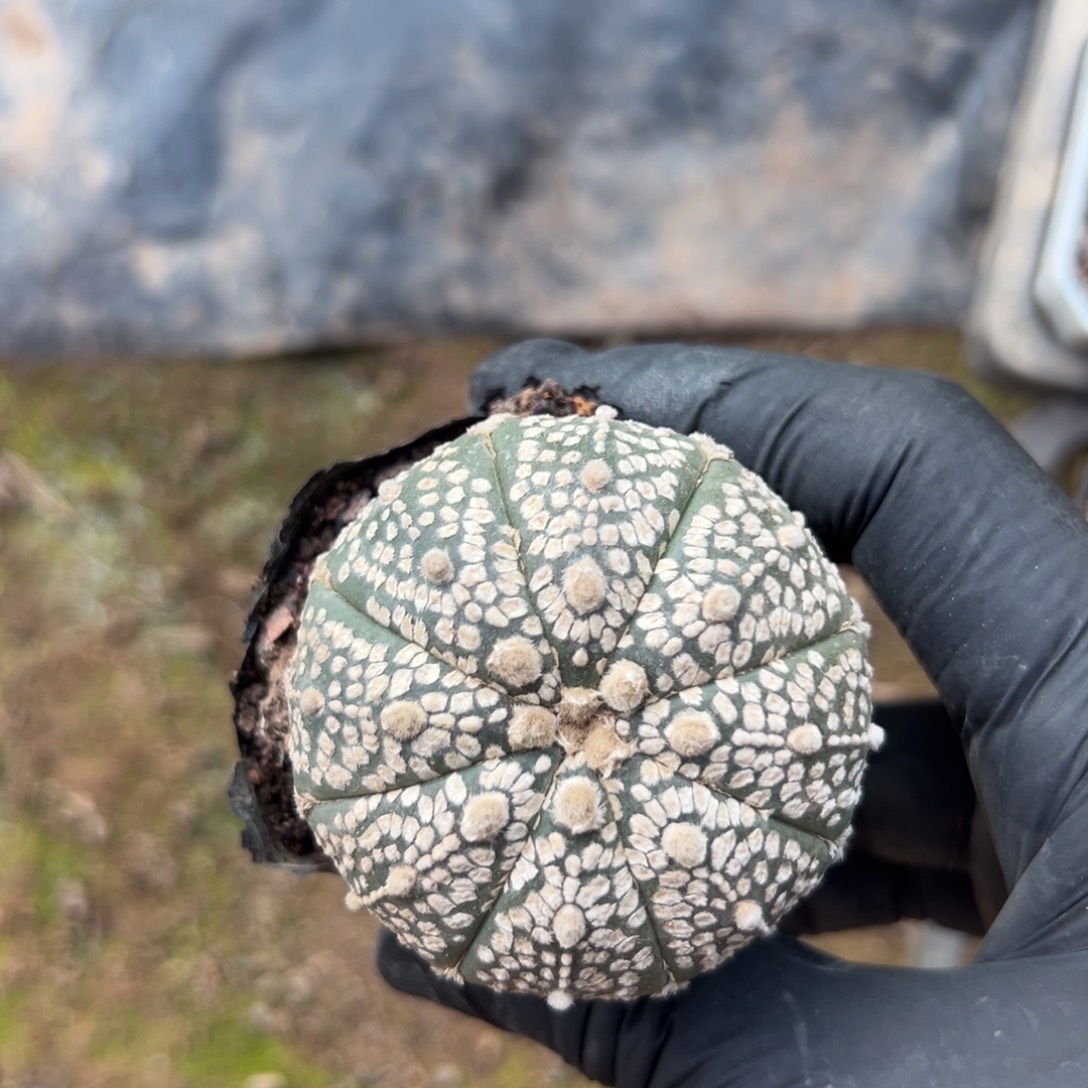 今***伴零零落落 零零落落