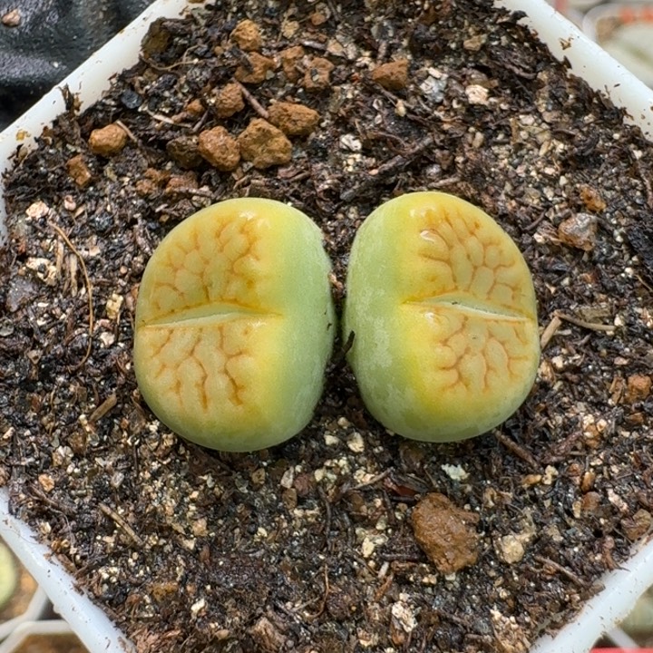 生石花2/：：：。  320号