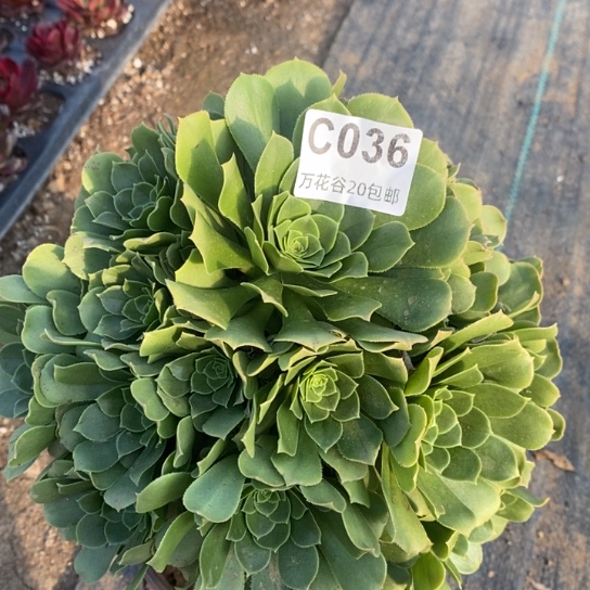 036绿羊绒多肉植物