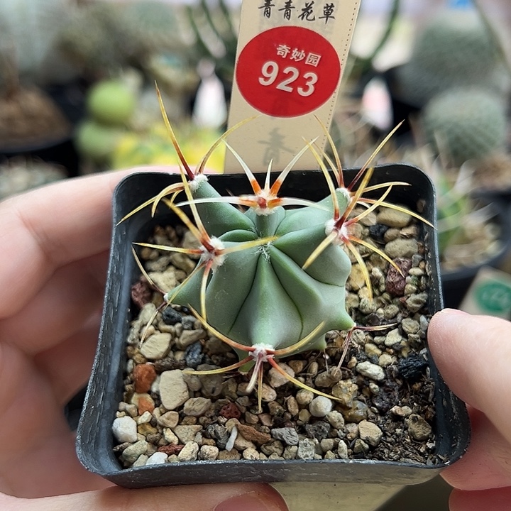 实生花刺春楼一棵仙人球