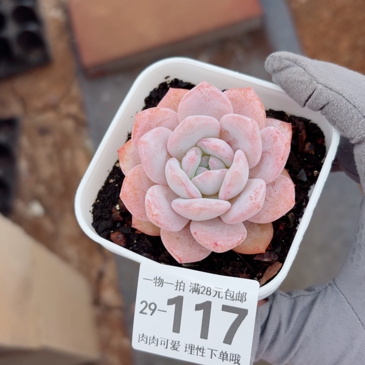 奶盖多肉植物多肉多肉多