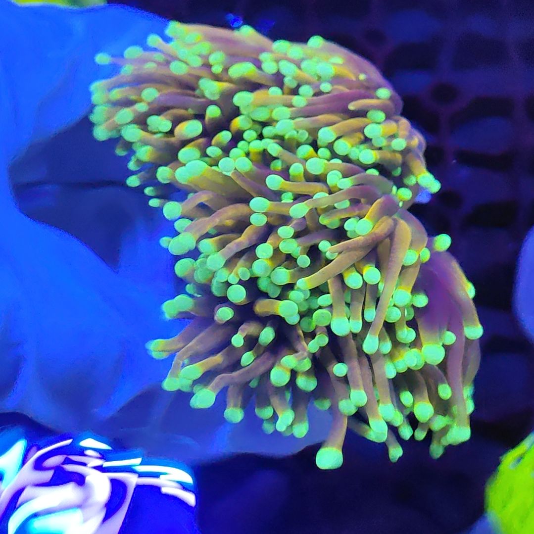 智海珊瑚馆 竞拍链接