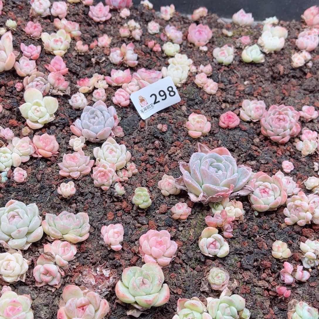 双*人多肉植物多肉植物