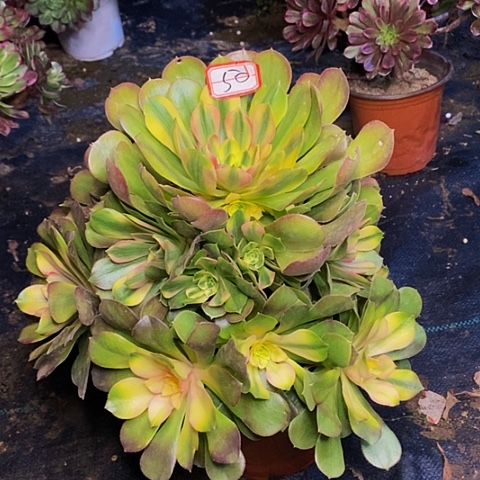 香妃老桩捧花法师50