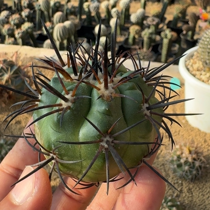 龙须玉无根55555555555