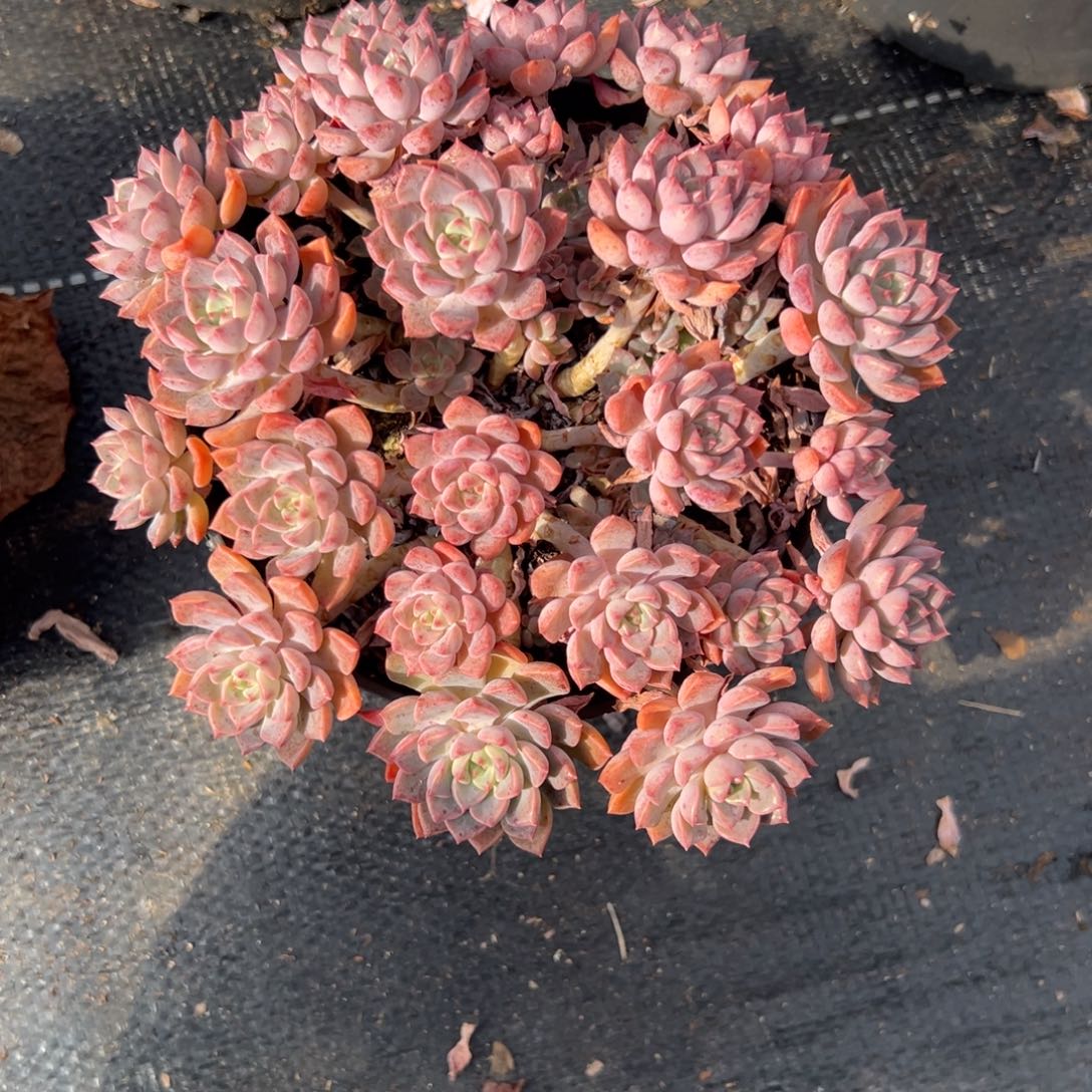 多肉植物小叶红粉佳人