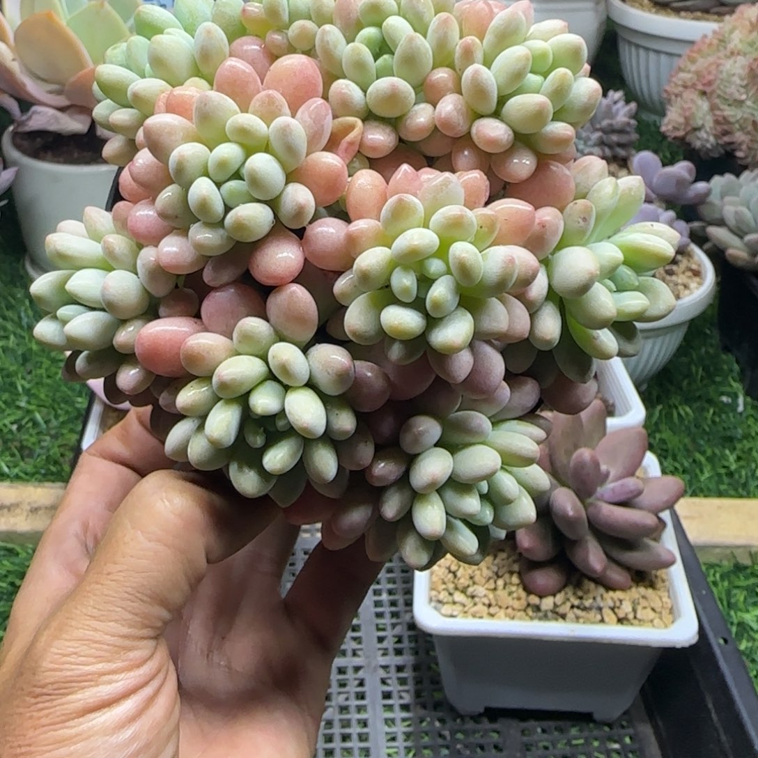 锦安精品多肉植物284