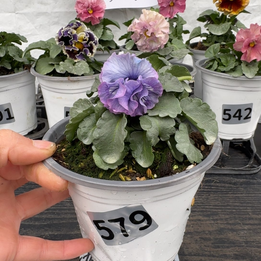 全部花朵579号青汁