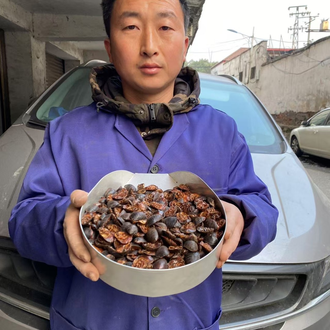 土元 湖北土元土鳖虫养殖土元选货