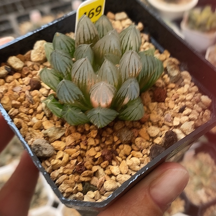469霓虹灯玉露锦一物一拍