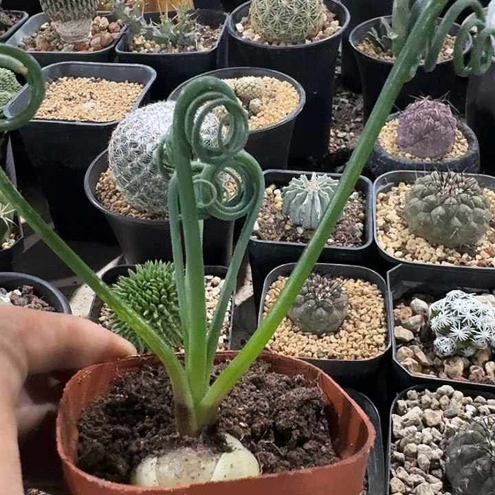 弹簧草实生块根多肉