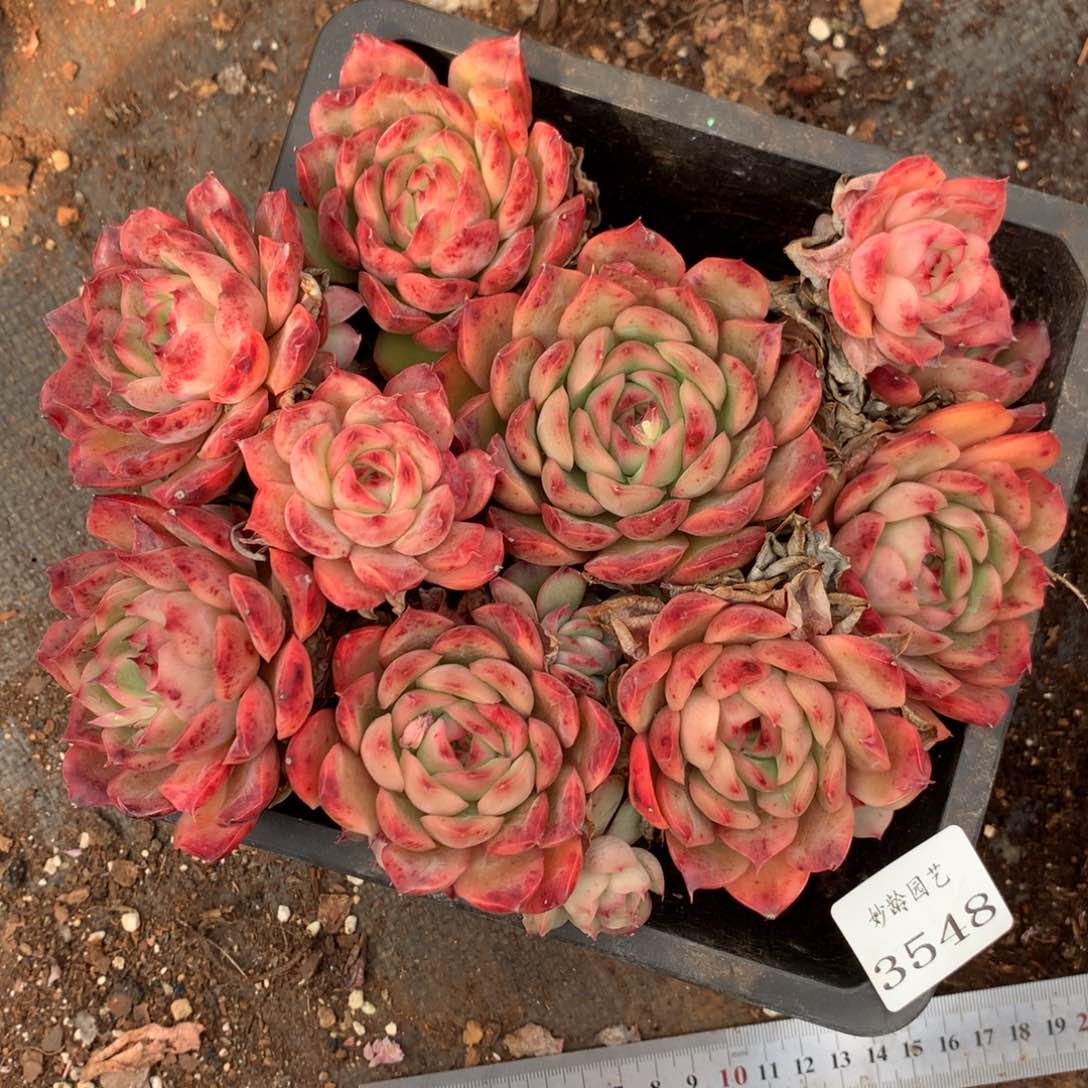 3548杂交精品基地18厘米