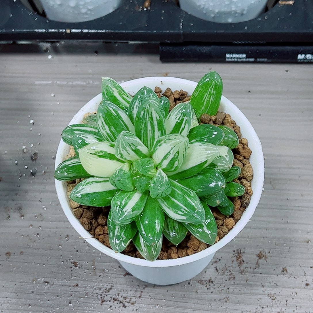 苏州玉露一勿一拍