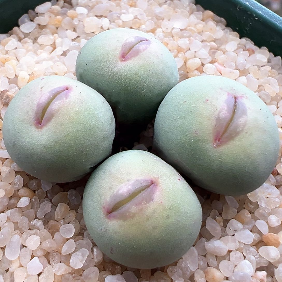 235。PV1014大型SUB红嘴