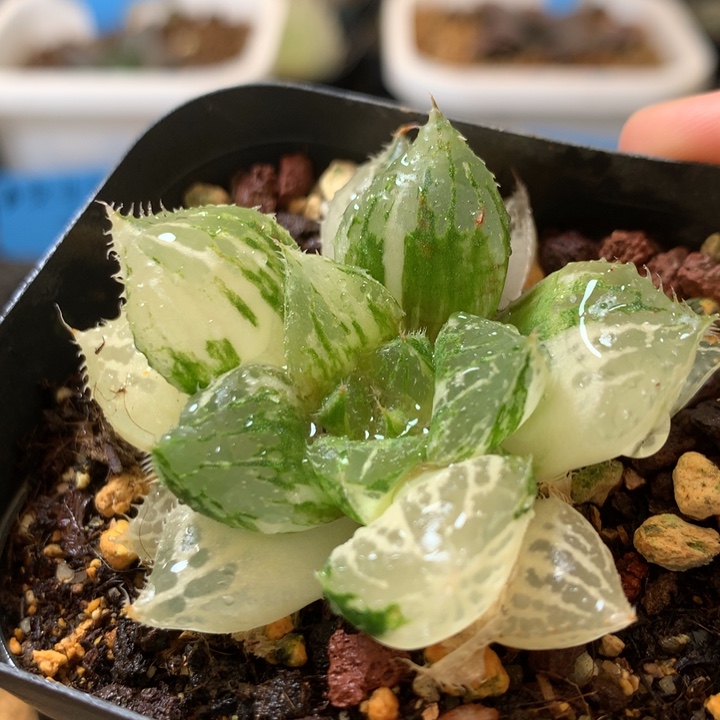 宝莲灯玉露锦一物一拍