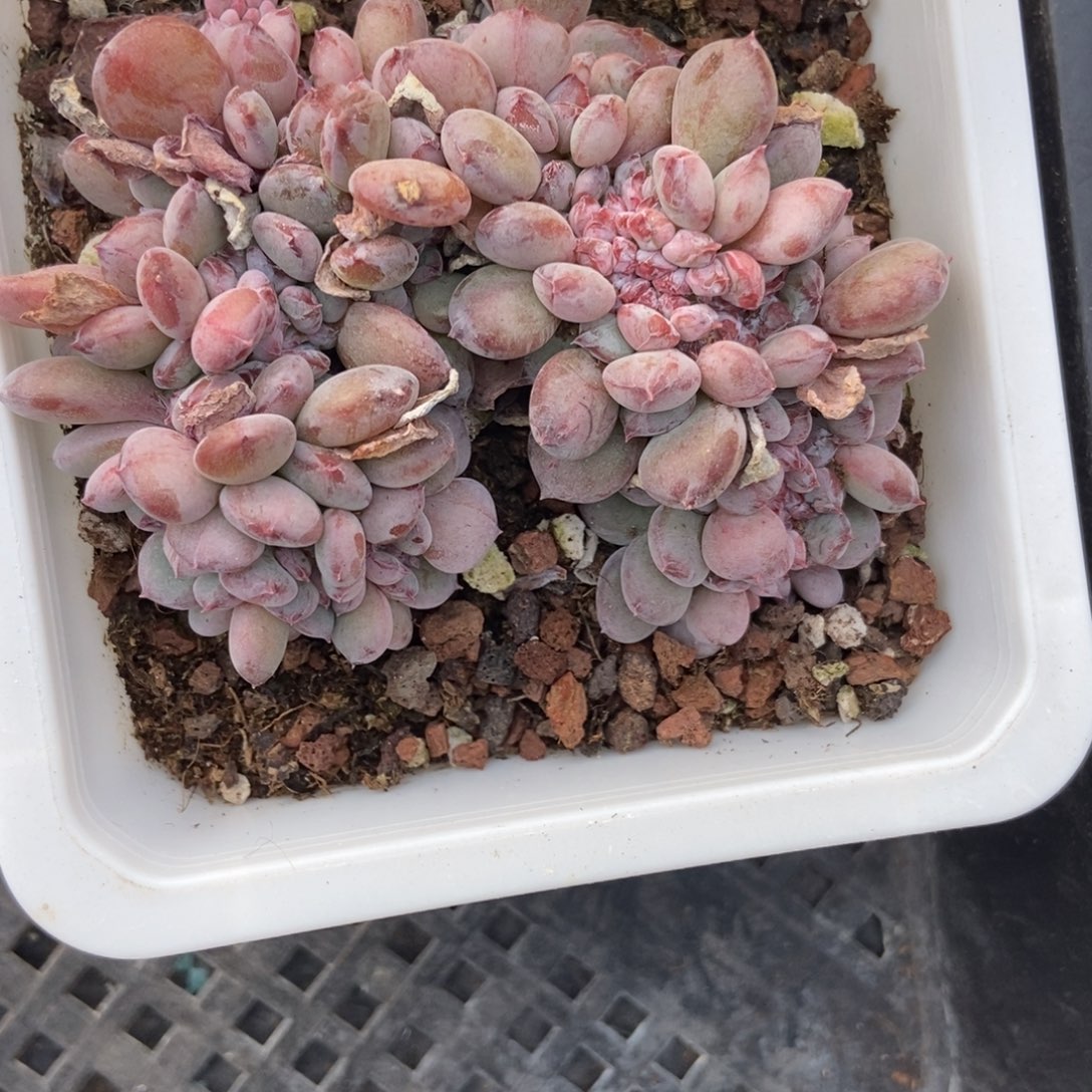 896粉珍妮缀多肉植物