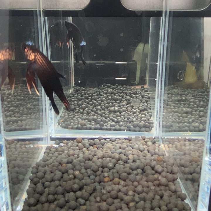 斗鱼泰国斗鱼590号