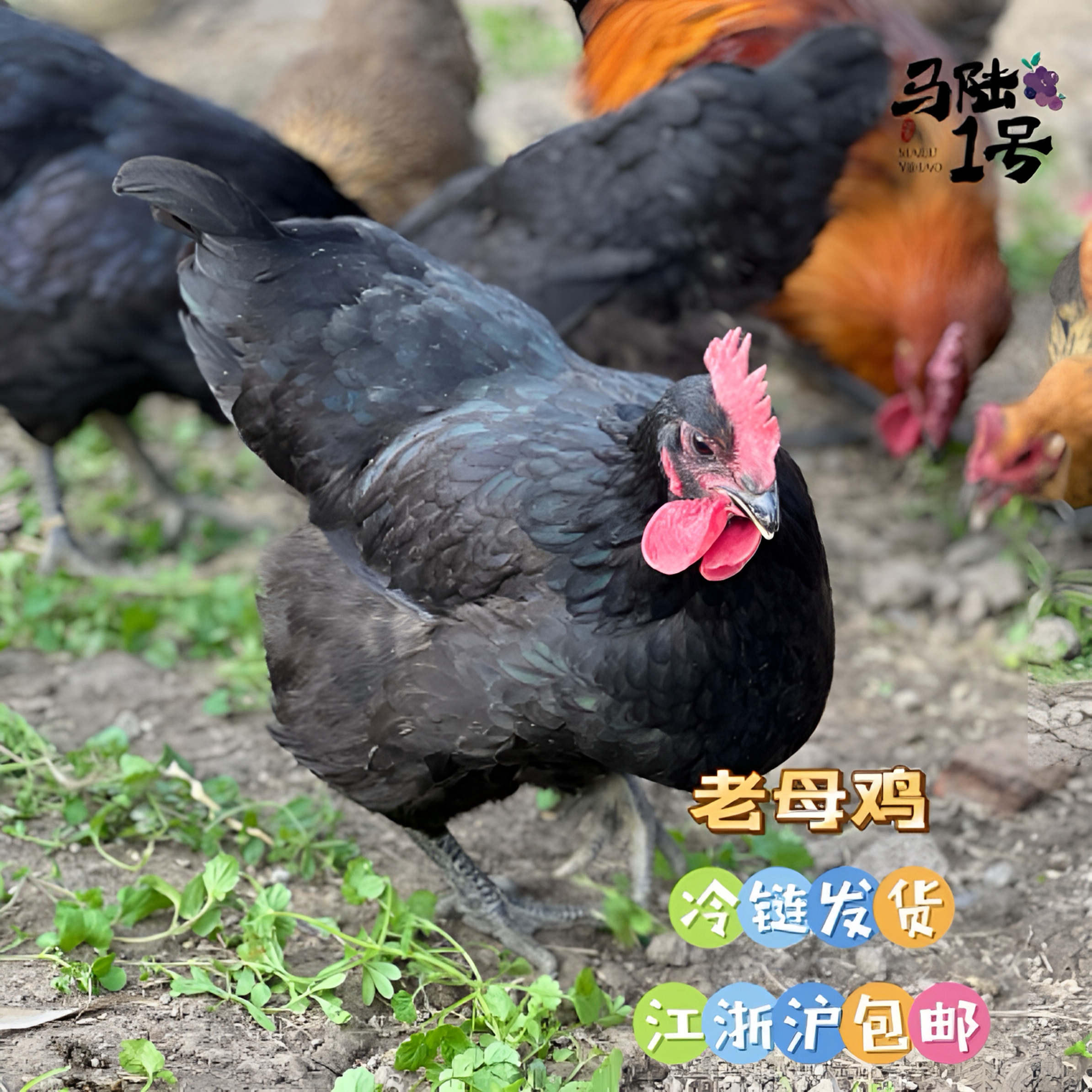 马陆1号 老母鸡 江浙沪新鲜冷链直达