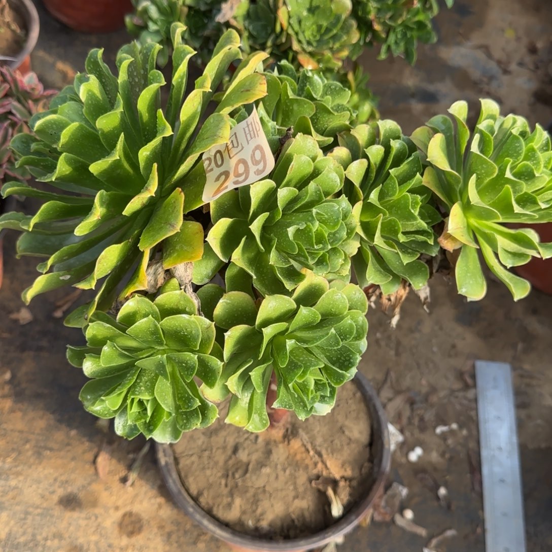 蓝色妖姬299满20包邮断枝不包